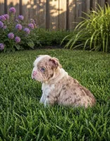 Bleu, a male English Bulldog for sale in Chicago, IL – Photo 3 of 3