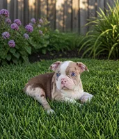 Bleu, a male English Bulldog for sale in Chicago, IL – Photo 1 of 3