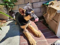 Mocha, a female German Shepherd Dog for sale in Rowland Heights, CA – 2 of 6