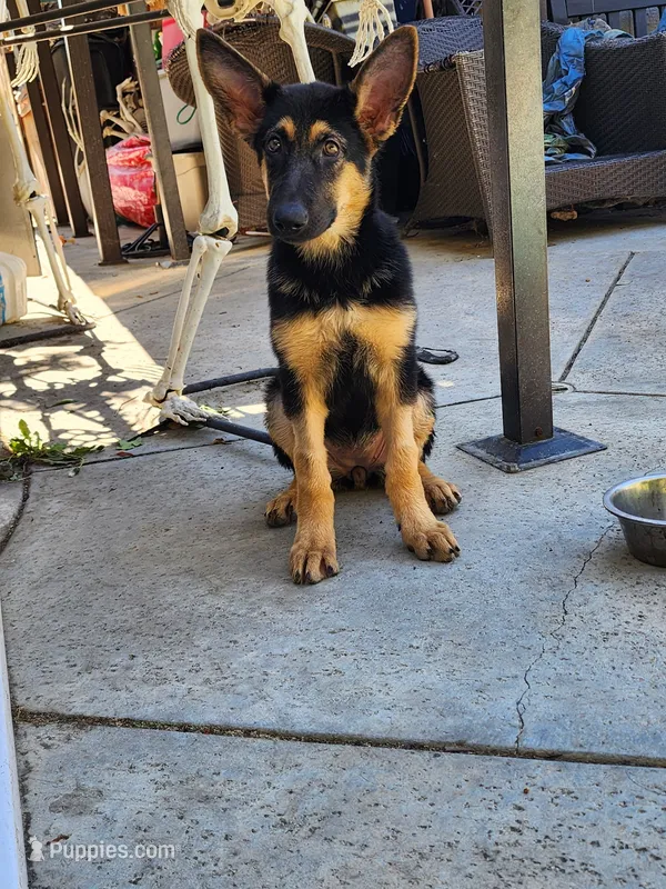 Mocha – German Shepherd Dog puppy for sale in Rowland Heights, CA