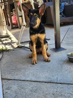 Mocha, a female German Shepherd Dog for sale in Rowland Heights, CA – 1 of 6
