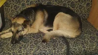 Mocha, a female German Shepherd Dog for sale in Rowland Heights, CA – 6 of 6