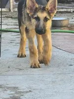Mocha, a female German Shepherd Dog for sale in Rowland Heights, CA – 3 of 6