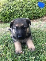 Mocha, a female German Shepherd Dog for sale in Rowland Heights, CA – 4 of 6