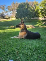Mocha, a female German Shepherd Dog for sale in Rowland Heights, CA – 5 of 6