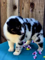 RAM, a male Miniature Australian Shepherd for sale in Stevinson, CA – Photo 9 of 10