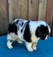 RAM, a male Miniature Australian Shepherd for sale in Stevinson, CA – Photo 5 of 10