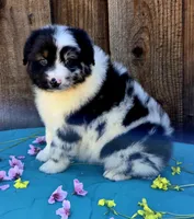 RAM, a male Miniature Australian Shepherd for sale in Stevinson, CA – Photo 7 of 10