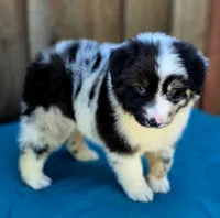 RAM, a male Miniature Australian Shepherd for sale in Stevinson, CA – Photo 2 of 10