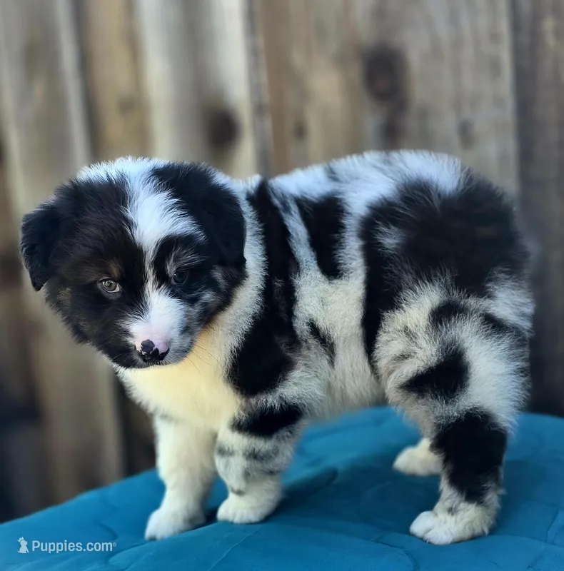 RAM, a male Miniature Australian Shepherd for sale in Stevinson, CA – Photo 1 of 10