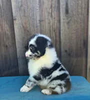 RAM, a male Miniature Australian Shepherd for sale in Stevinson, CA – Photo 6 of 10