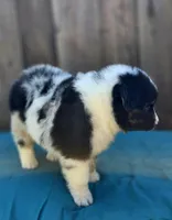 RAM, a male Miniature Australian Shepherd for sale in Stevinson, CA – Photo 8 of 10