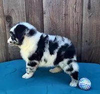 RAM, a male Miniature Australian Shepherd for sale in Stevinson, CA – Photo 3 of 10