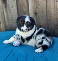 RAM, a male Miniature Australian Shepherd for sale in Stevinson, CA – Photo 4 of 10