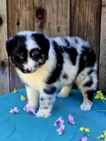 RAM, a male Miniature Australian Shepherd for sale in Stevinson, CA – Photo 10 of 10