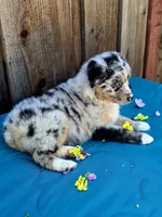 Porsche , a female Australian Shepherd for sale in Stevinson, CA – Photo 9 of 9
