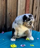 Porsche , a female Australian Shepherd for sale in Stevinson, CA – Photo 6 of 9