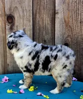 Porsche , a female Australian Shepherd for sale in Stevinson, CA – Photo 8 of 9