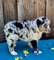 Porsche , a female Australian Shepherd for sale in Stevinson, CA – Photo 7 of 9