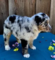 Porsche , a female Australian Shepherd for sale in Stevinson, CA – Photo 3 of 9