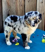 Porsche , a female Australian Shepherd for sale in Stevinson, CA – Photo 4 of 9
