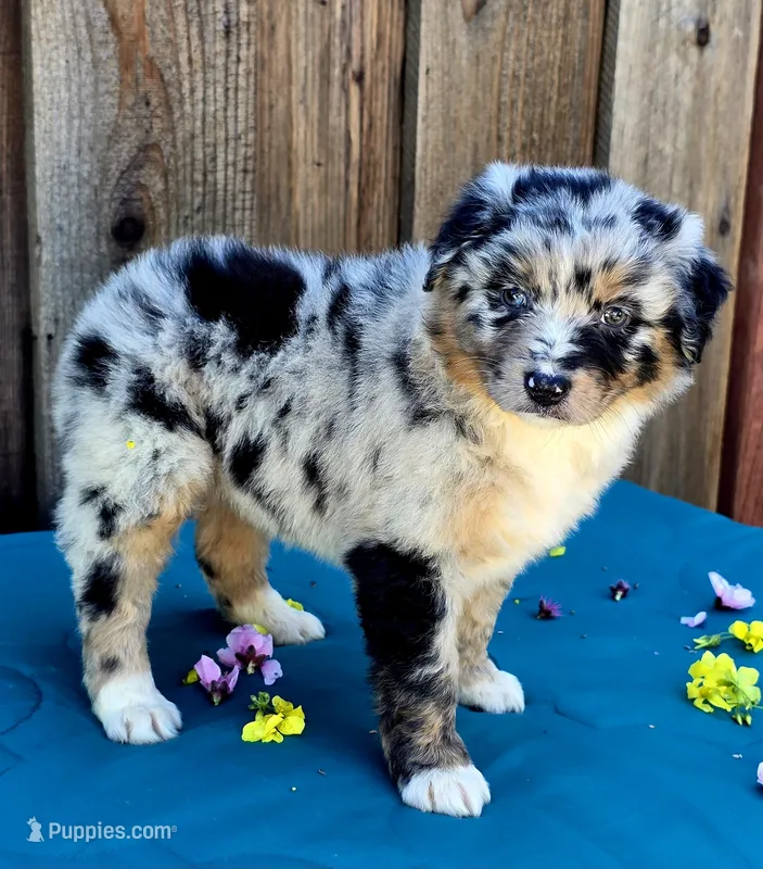 Porsche , a female Australian Shepherd for sale in Stevinson, CA – Photo 1 of 9