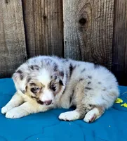 Denali , a female Miniature Australian Shepherd for sale in Stevinson, CA – Photo 6 of 9