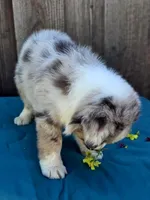Denali , a female Miniature Australian Shepherd for sale in Stevinson, CA – Photo 8 of 9