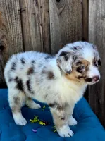 Denali , a female Miniature Australian Shepherd for sale in Stevinson, CA – Photo 7 of 9