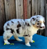 Denali , a female Miniature Australian Shepherd for sale in Stevinson, CA – Photo 4 of 9