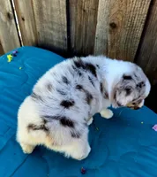 Denali , a female Miniature Australian Shepherd for sale in Stevinson, CA – Photo 9 of 9