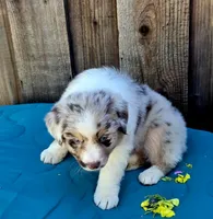 Denali , a female Miniature Australian Shepherd for sale in Stevinson, CA – Photo 5 of 9