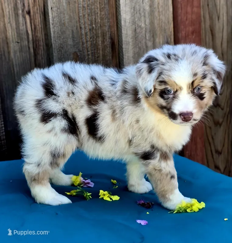 Denali , a female Miniature Australian Shepherd for sale in Stevinson, CA – Photo 1 of 9