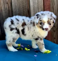 Denali , a female Miniature Australian Shepherd for sale in Stevinson, CA – Photo 1 of 9