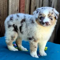 Denali , a female Miniature Australian Shepherd for sale in Stevinson, CA – Photo 3 of 9