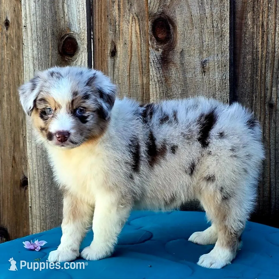 Denali , a female Miniature Australian Shepherd for sale in Stevinson, CA – Photo 2 of 9