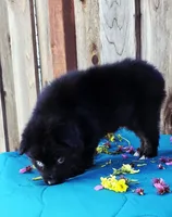 Royce, a male Miniature Australian Shepherd for sale in Stevinson, CA – Photo 2 of 4