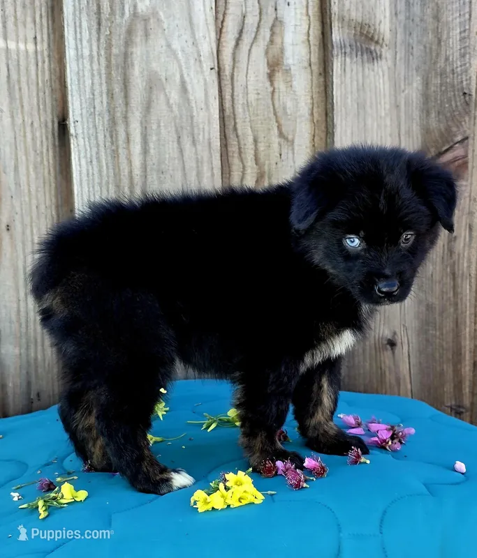 Royce – Miniature Australian Shepherd puppy for sale in Stevinson, CA