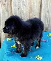 Royce, a male Miniature Australian Shepherd for sale in Stevinson, CA – Photo 4 of 4