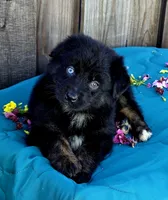Royce, a male Miniature Australian Shepherd for sale in Stevinson, CA – Photo 1 of 4