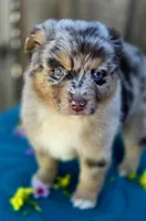 Ford, a male Miniature Australian Shepherd for sale in Stevinson, CA – Photo 2 of 8