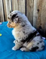 Ford, a male Miniature Australian Shepherd for sale in Stevinson, CA – Photo 7 of 8