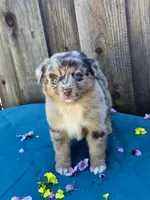 Ford, a male Miniature Australian Shepherd for sale in Stevinson, CA – Photo 5 of 8