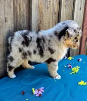 Ford, a male Miniature Australian Shepherd for sale in Stevinson, CA – Photo 4 of 8