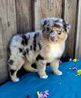 Ford, a male Miniature Australian Shepherd for sale in Stevinson, CA – Photo 1 of 8
