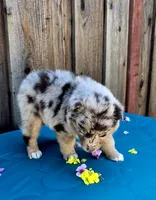Ford, a male Miniature Australian Shepherd for sale in Stevinson, CA – Photo 3 of 8