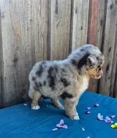 Ford, a male Miniature Australian Shepherd for sale in Stevinson, CA – Photo 8 of 8