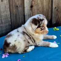 Malibu , a female Miniature Australian Shepherd for sale in Stevinson, CA – Photo 5 of 10