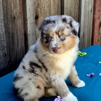 Malibu , a female Miniature Australian Shepherd for sale in Stevinson, CA – Photo 2 of 10