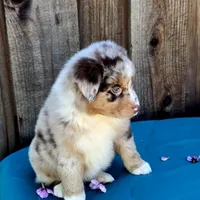 Malibu , a female Miniature Australian Shepherd for sale in Stevinson, CA – Photo 8 of 10